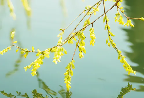 消毒和解毒如何區(qū)分？消毒劑殘留毒素怎么解？