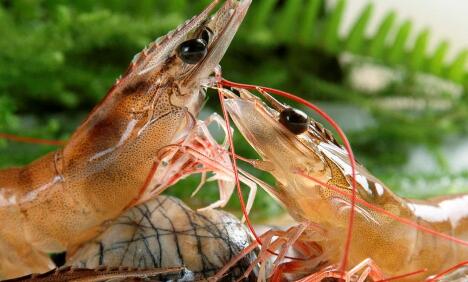 南美白對(duì)蝦養(yǎng)殖五個(gè)要點(diǎn)，助你成功率翻倍