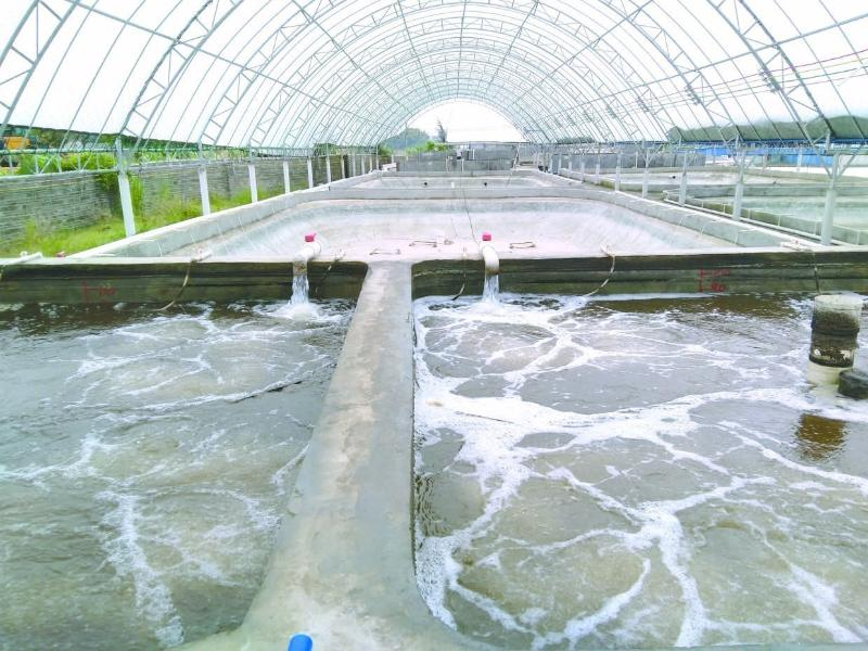 養(yǎng)蝦先養(yǎng)水！養(yǎng)水的關(guān)鍵核心原來(lái)是它！