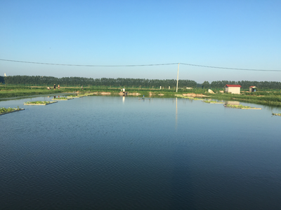 氨氮過高有哪些危害？該如何處理？