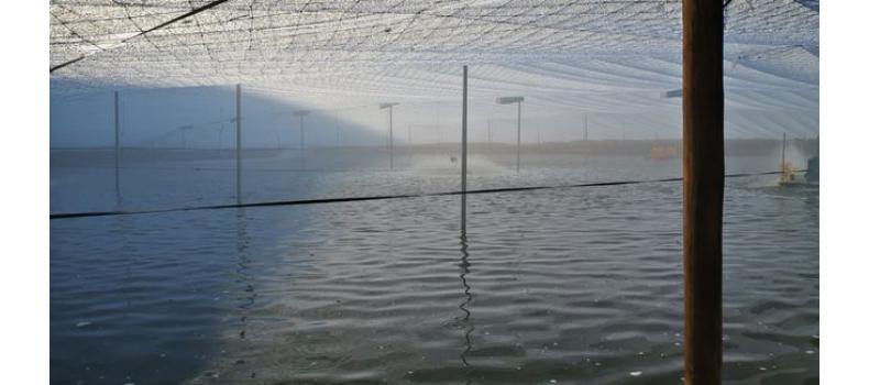 春季倒藻問題如何解決？