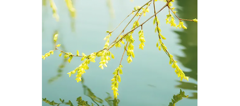 消毒和解毒如何區(qū)分？消毒劑殘留毒素怎么解？