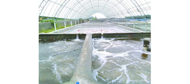 養(yǎng)蝦先養(yǎng)水！養(yǎng)水的關(guān)鍵核心原來是它！