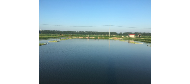 氨氮過(guò)高有哪些危害？該如何處理？